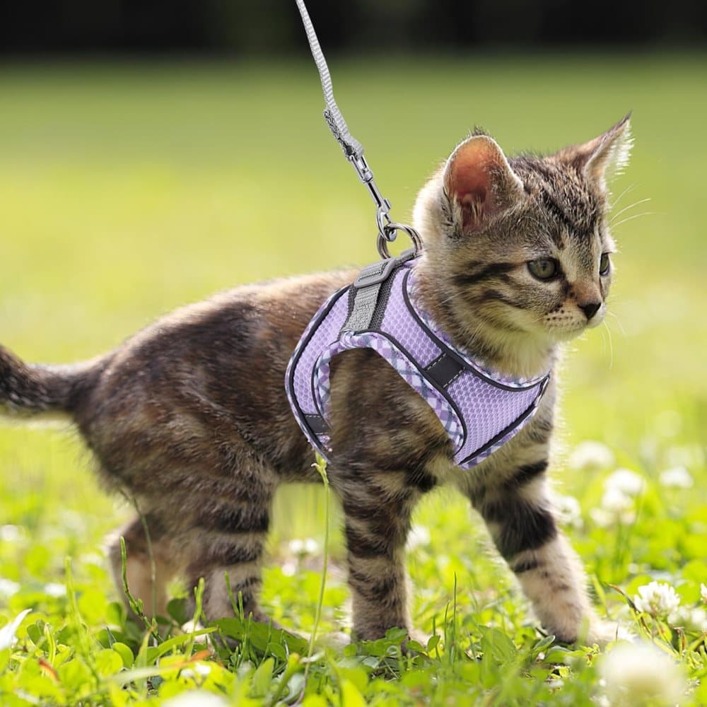 1 Adjustable Pet Harness for Cat and Dog with Reflector and Leash, Soft Comfortable Vest Design Anti-Escape, Compatible with Small Medium Large Pets, L Purple