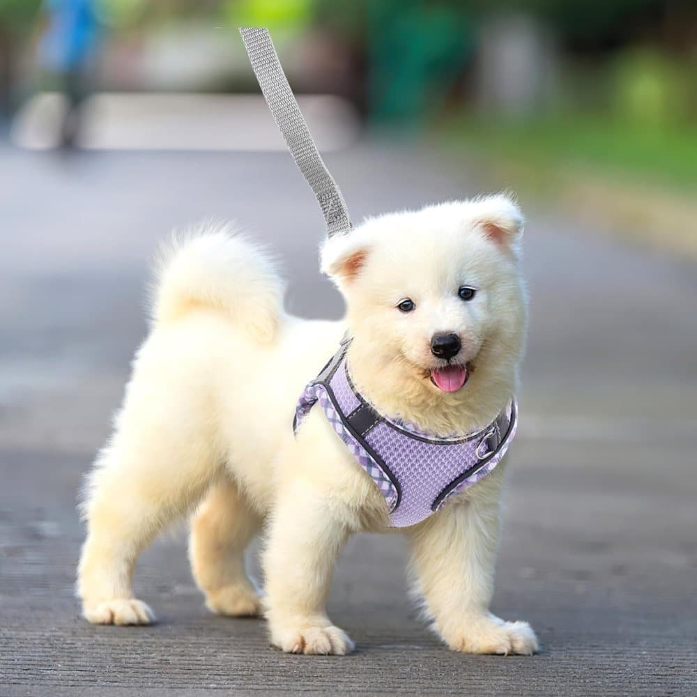 1 Adjustable Pet Harness for Cat and Dog with Reflector and Leash, Soft Comfortable Vest Design Anti-Escape, Compatible with Small Medium Large Pets, L Purple
